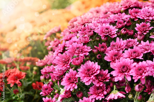 Photo: Orange and purple chrysanthemum flowers background Orange and purple chrysanthemum flowers background