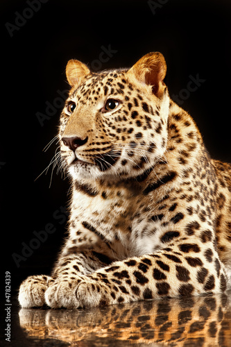 Photo: large beautiful leopard large beautiful leopard