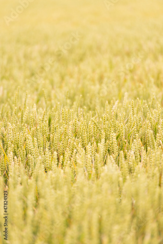 Photo: Wheat field filled with natural golden plants Wheat field filled with natural golden plants