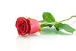 Foto: Red rose on the white Red rose on the white