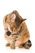 Brown cat washes, isolated on white
