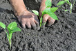 Photo: senior woman planting a pepper seedling senior woman planting a pepper seedling
