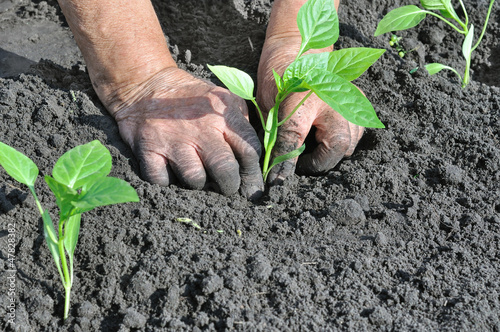 Photo: senior woman planting a pepper seedling senior woman planting a pepper seedling