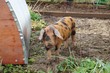 A Young Oxford Sandy and Black Rare Breed Pig