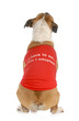 animal rescue or adoption