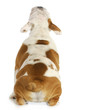 puppy looking up