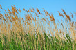 bulrush
