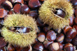 Chestnuts of Sicily