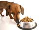 HD - Dog starts to eat dry food