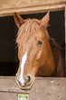 Horses 