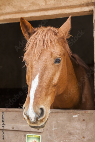 Photo: Horses Horses