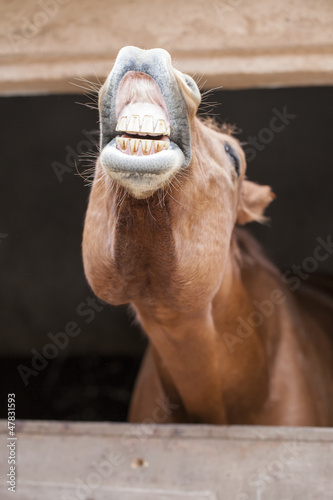 Photo: Horses Horses