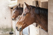 Horses 