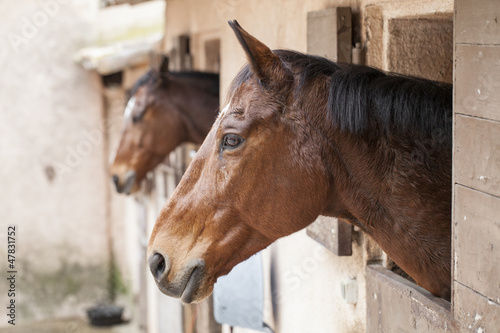 Photo: Horses Horses