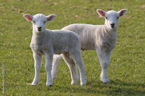 Photo: lamb grazing in rural field lamb grazing in rural field
