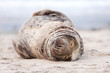Foto: dicke runde Kegelrobbe schläft am Strand dicke runde Kegelrobbe schläft am Strand