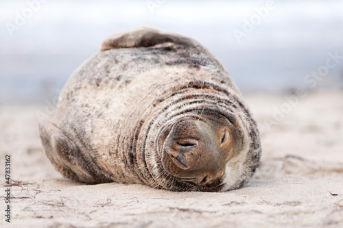 Photo: dicke runde Kegelrobbe schläft am Strand dicke runde Kegelrobbe schläft am Strand