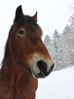 Kaltblutwallach im Schnee