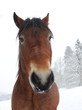 Kaltblutwallach im Schnee