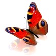 Butterfly.