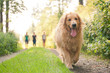 golden Retriever with group of people friends in behind walking