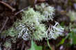 Foto: Lichen, végétal, végétation, nature, vert, macro Lichen, végétal, végétation, nature, vert, macro