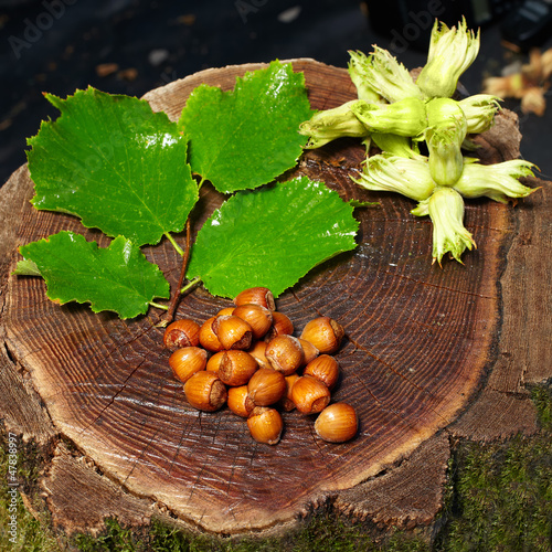 Photo: collection of wet fresh hazelnuts on old wooden stump collection of wet fresh hazelnuts on old wooden stump
