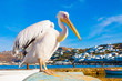 Famous Pelican Petros in Mykonos island Greece Cyclades