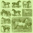 Vector: Set of 9 Engraved Horses Set of 9 Engraved Horses