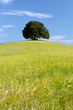 Wheat ores and single tree