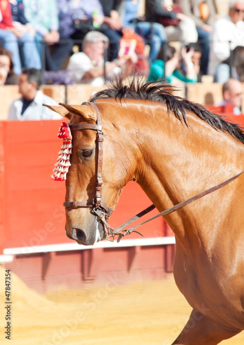 Photo: portrait of picador's horse in corrida, Sevilla. Spain portrait of picador's horse in corrida, Sevilla. Spain