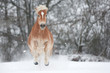 Haflinger