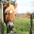 Blonde horse