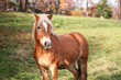 Blonde horse
