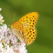 Photo: Kaisermantel 10, Silberstrich, Argynnis paphia, quadratisch Kaisermantel 10, Silberstrich, Argynnis paphia, quadratisch