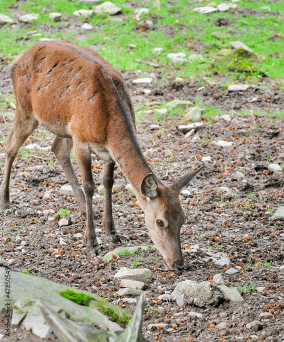 Photo: Deer Deer