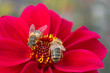 Bees on Red Flower