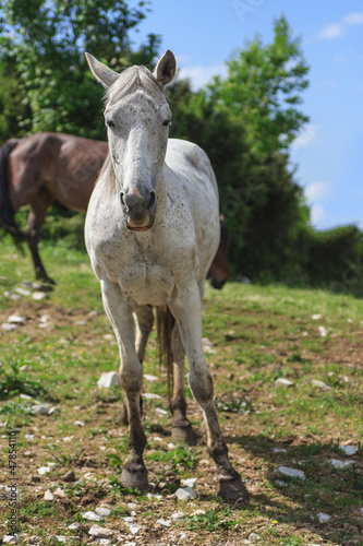 Photo: Free white horse Free white horse