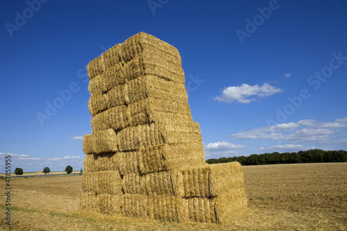 Photo: Dry hay Dry hay