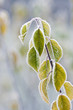 Frosty colourfull autumn leaves