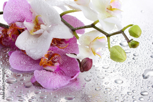 Photo: pink and white beautiful orchids with drops pink and white beautiful orchids with drops