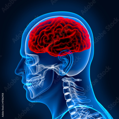 Illustration: Human brain and scull in x-ray Human brain and scull in x-ray