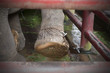 Chained elephant