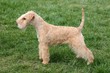 Lakeland terrier on green grass in the garden