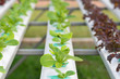 Hydroponics vegetable