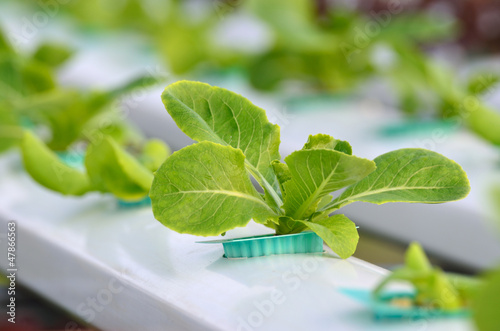 Photo: Hydroponics vegetable Hydroponics vegetable