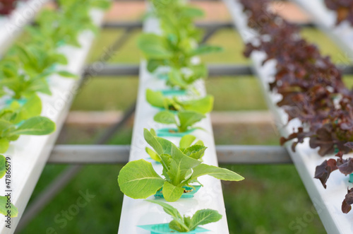Photo: Hydroponics vegetable Hydroponics vegetable