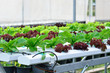 Hydroponics vegetable