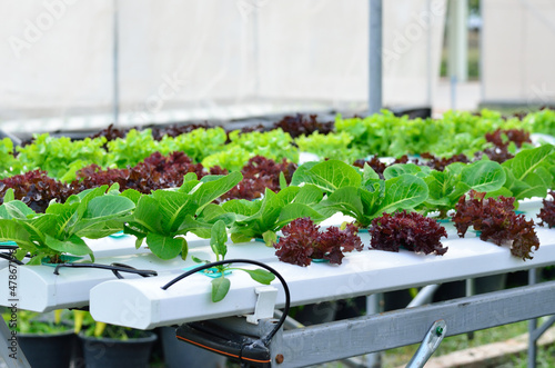 Photo: Hydroponics vegetable Hydroponics vegetable