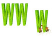 ants and network
